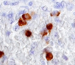 Human Myeloperoxidase/MPO Antibody, R D Systems 25&mu;g; Unlabeled:Antibodies,