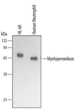 Human Myeloperoxidase/MPO Antibody, R D Systems 25&mu;g; Unlabeled:Antibodies,