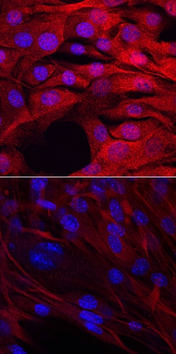 Human/Mouse MYF-5 Antibody, R D Systems 100&mu;g; Unlabeled:Antibodies,