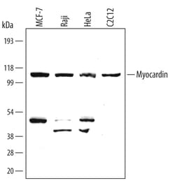 Human/Mouse Myocardin Antibody, R D Systems 100ug; Unlabeled:Antibodies,