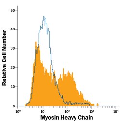 Human Myosin Heavy Chain Fluorescein-conjugated Antibody, R D Systems 100