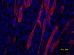 Myosin Heavy Chain Antibody, R D Systems 100ug; Unlabeled:Antibodies, Monoclonal