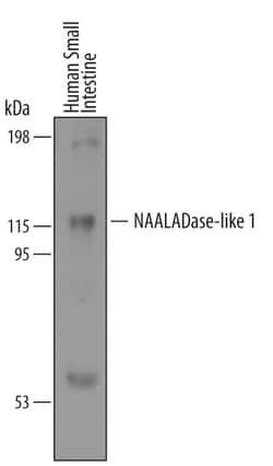 Human NAALADase-like 1/NAALADL1 Antibody, R D Systems 25&mu;g; Unlabeled:Antibodies,