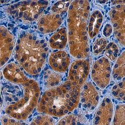 Human NAALADase-like 2/NAALADL2 Antibody, R D Systems 25&mu;g; Unlabeled:Antibodies,