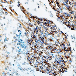 Mouse NAC1 Antibody, R D Systems 100 ug; Unconjugated:Antibodies, Monoclonal