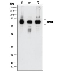 Mouse NAC1 Antibody, R D Systems 100 ug; Unconjugated:Antibodies, Monoclonal
