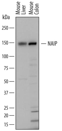 Mouse NAIP Antibody, R D Systems 25&mu;g; Unlabeled:Antibodies, Polyclonal