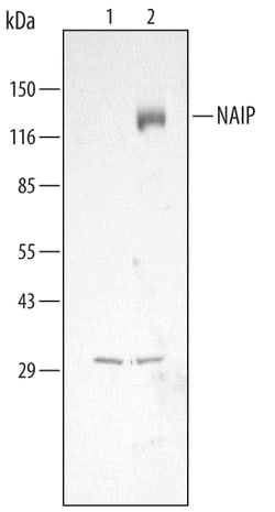 Human NAIP Antibody, R D Systems 100&mu;g; Unlabeled:Antibodies, Polyclonal