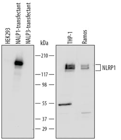 Human NLRP1/NALP1 Antibody, R D Systems 25&mu;g; Unlabeled:Antibodies,