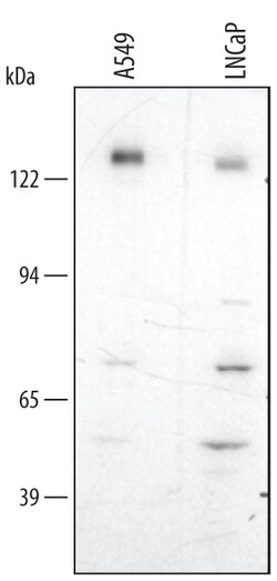 Human NLRP2/NALP2 Antibody, R D Systems 100&mu;g; Unlabeled:Antibodies,