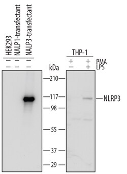 Human NLRP3/NALP3 (aa 4-223) Antibody, R D Systems 25&mu;g; Unlabeled:Antibodies,