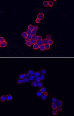 Human NLRP3/NALP3 (aa 540-689) Antibody, R D Systems 100&mu;g; Unlabeled:Antibodies,