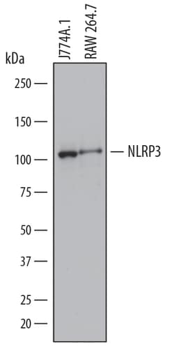 Human/Mouse NLRP3/NALP3 Antibody, R D Systems 100ug; Unlabeled:Antibodies,