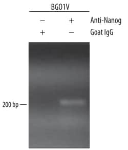 Human Nanog Antibody, R D Systems 50&mu;g; Unlabeled:Antibodies, Polyclonal