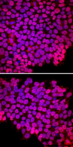 Human Nanog Antibody, R D Systems 50&mu;g; Unlabeled:Antibodies, Polyclonal