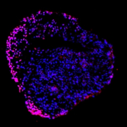 Human Nanog Antibody, R D Systems 50&mu;g; Unlabeled:Antibodies, Polyclonal