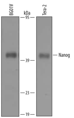 Human Nanog Antibody, R D Systems 50&mu;g; Unlabeled:Antibodies, Polyclonal