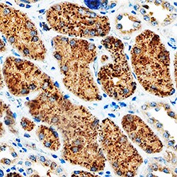 Human Napsin A Antibody, R D Systems 100&mu;L:Antibodies, Polyclonal