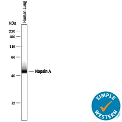 Human Napsin A Antibody, R D Systems 25 &mu;g | Buy Online | R&D Systems | Fisher Scientific