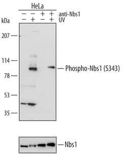 Human Phospho-Nbs1 (S343) Antibody, R D Systems 25&mu;g; Unlabeled:Antibodies,