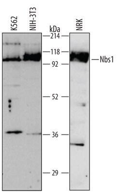 Human/Mouse/Rat Nbs1 Antibody, R D Systems 100ug; Unlabeled:Antibodies,