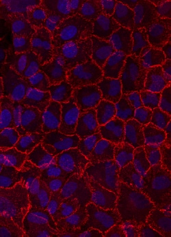 Human/Mouse/Rat N-Cadherin Antibody, R D Systems 100&mu;g; Unlabeled:Antibodies,