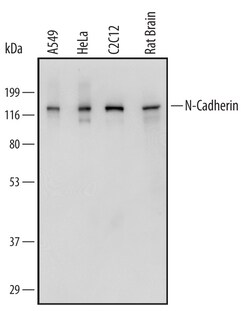 Human/Mouse/Rat N-Cadherin Antibody, R D Systems 100&mu;g; Unlabeled:Antibodies,