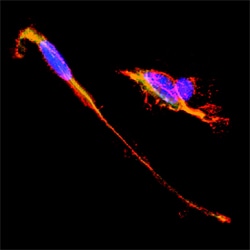 Human/Mouse NCAM-1/CD56 Antibody, R D Systems 100&mu;g; Unlabeled:Antibodies,
