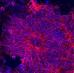 Human/Mouse NCAM-1/CD56 Antibody, R D Systems 100&mu;g; Unlabeled:Antibodies,
