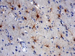 Human NCAM-1/CD56 Antibody, R D Systems 25&mu;g; Unlabeled:Antibodies,