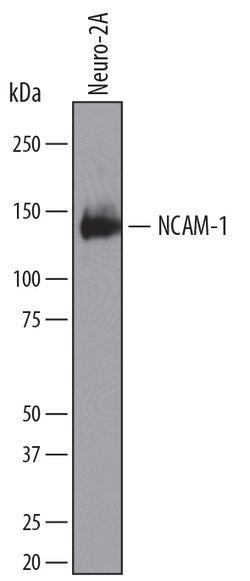 Mouse NCAM-1/CD56 Antibody, R D Systems 100ug; Unlabeled:Antibodies, Monoclonal