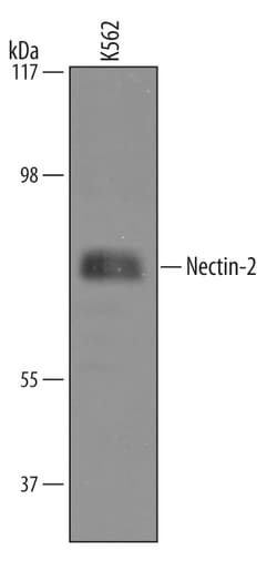 Human Nectin-2/CD112 Antibody, R D Systems 25&mu;g; Unlabeled:Antibodies,
