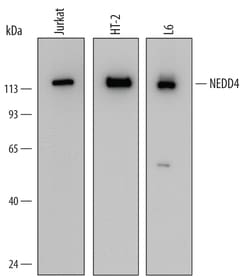 Human/Mouse/Rat NEDD4 Antibody, R D Systems 25&mu;g; Unlabeled:Antibodies,