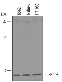Human/Mouse/Rat NEDD8 Antibody, R D Systems 100&mu;g; Unlabeled:Antikroppar