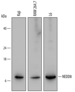 Human/Mouse/Rat NEDD8 Antibody, R D Systems 25&mu;g; Unlabeled:Antibodies,