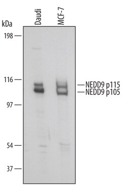 Human NEDD9/CASL Antibody, R D Systems 25&mu;g; Unlabeled:Antibodies, Polyclonal