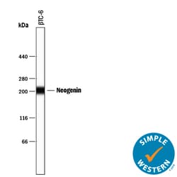 Human/Mouse Neogenin Antibody, R D Systems 25&mu;g; Unlabeled:Antibodies,