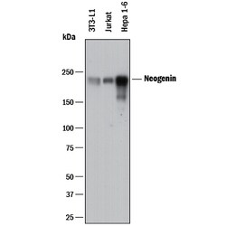 Human/Mouse Neogenin Antibody, R D Systems 25&mu;g; Unlabeled:Antibodies,