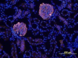 Mouse Nephrin Antibody, R D Systems 100&mu;g; Unlabeled:Antibodies, Polyclonal