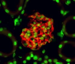 Mouse Nephrin Antibody, R D Systems 100&mu;g; Unlabeled:Antibodies, Polyclonal