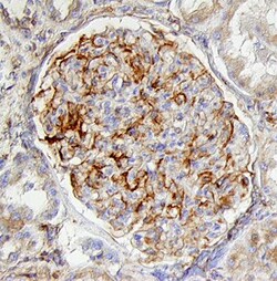 Human Nephrin Antibody, R D Systems 25&mu;g; Unlabeled:Antibodies, Polyclonal