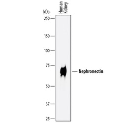 Human Nephronectin Antibody, R D Systems 100ug; Unlabeled:Antibodies, Monoclonal