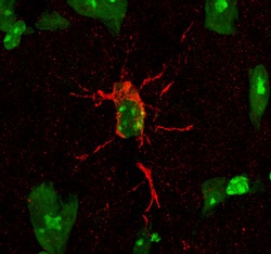 Mouse Neprilysin/CD10 Antibody, R D Systems 25&mu;g; Unlabeled:Antibodies,
