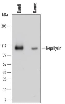 Human Neprilysin/CD10 Antibody, R D Systems 25&mu;g; Unlabeled:Antibodies,