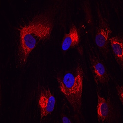Human Nesfatin-1/Nucleobindin-2 Antibody, R D Systems 100&mu;g; Unlabeled:Antibodies,