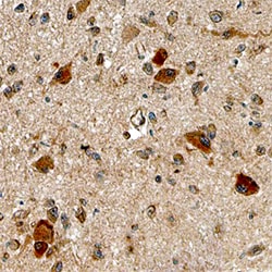 Human Nesfatin-1/Nucleobindin-2 Antibody, R D Systems 100&mu;g; Unlabeled:Antibodies,