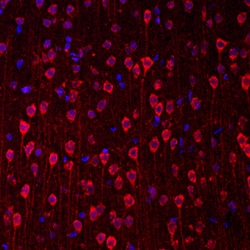 Mouse/Rat Nesfatin-1/Nucleobindin-2 Antibody, R D Systems 25&mu;g; Unlabeled:Antibodies,
