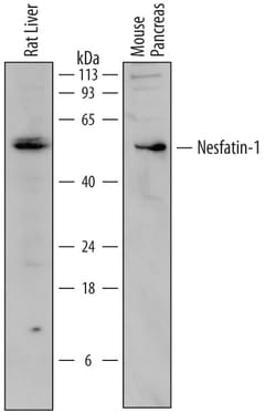 Mouse/Rat Nesfatin-1/Nucleobindin-2 Antibody, R D Systems 25&mu;g; Unlabeled:Antibodies,