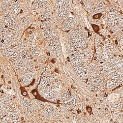 Human Neudesin Antibody, R D Systems 100&mu;g; Unlabeled:Antibodies, Polyclonal