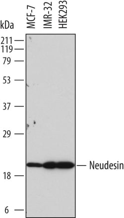 Human Neudesin Antibody, R D Systems 100ug; Unlabeled:Antibodies, Monoclonal